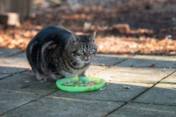 Leer Bozzy kennen.🥰Vroeger noemde iedereen haar 'de boze poes' vanwege haar felle karaktertje. Maar eigenlijk is het een vrolijke poes die graag kopjes geeft. Ze is alleen wat bang van handen. Als die iets te dichtbij komen, weet ze niet goed hoe te reageren en durft ze nogal eens uit te halen. Bozzy aanraken of aaien is dan ook geen goed idee. We vermoeden dat dit ook de reden is dat ze gedumpt is. Maar dat maakt Bozzy zeker niet minder geliefd. Bozzy leeft alleen en blijft ver uit de buurt van andere poezen.❤️ Bozzy