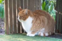 Maak kennis met Frits.😺🥰 Een lieve, tamme goedzak en de zachte leider van de groep. Alle poezen zijn op hun gemak bij hem. Zelfs Barça is kalm. En hoewel Frits een goede eetlust heeft, deelt hij graag zijn eten met andere poezen. Zijn liefde voor eten is zó groot dat hij tijdens een vangactie voor een andere poes maar liefst drie keer vrolijk de vangkooi in liep.😸Tja, als er eten is, dan is Frits erbij!❤️ Frits